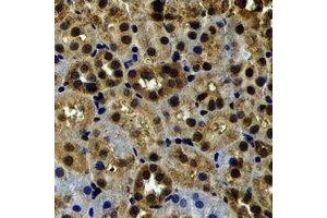 Immunohistochemical analysis of Myosin Ic staining in rat kidney formalin fixed paraffin embedded tissue section. (Myosin IC 抗体)