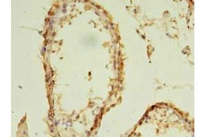 Immunohistochemistry of paraffin-embedded human testis tissue using ABIN7152293 at dilution of 1:100 (EXOSC5 抗体  (AA 1-235))