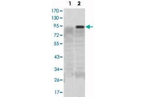 Western blot analysis using KLF4 monoclonal antibody, clone 1E6  against HEK293 (1) and KLF4-hIgGFc transfected HEK293 (2) cell lysate. (KLF4 抗体)