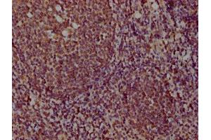 IHC image of ABIN7164680 diluted at 1:100 and staining in paraffin-embedded human tonsil tissue performed on a Leica BondTM system.