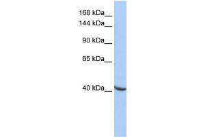 WB Suggested Anti-POGZ Antibody Titration:  0. (POGZ 抗体  (Middle Region))