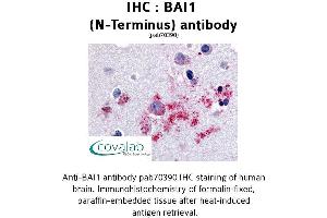 Image no. 1 for anti-Brain-Specific Angiogenesis Inhibitor 1 (BAI1) (N-Term) antibody (ABIN1732202) (BAI1 抗体  (N-Term))