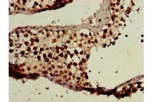 Immunohistochemistry of paraffin-embedded human testis tissue using ABIN7145258 at dilution of 1:100 (BANF1 抗体  (AA 2-89))