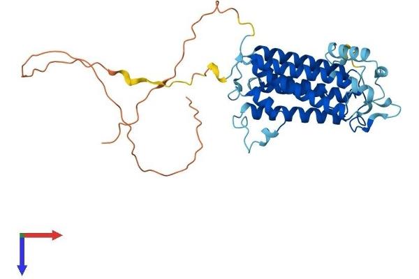 Sphingomyelin Synthase 2 Protein (SGMS2) (AA 1-365) (His tag)