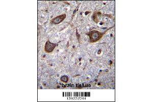 GRIA4 Antibody immunohistochemistry analysis in formalin fixed and paraffin embedded human brain tissue followed by peroxidase conjugation of the secondary antibody and DAB staining. (GRIA4 抗体  (AA 296-325))