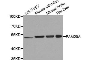 Western blot analysis of extracts of various cells, using FAM20A antibody. (FAM20A 抗体)