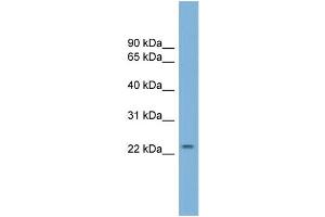 WB Suggested Anti-GRPEL1 Antibody Titration:  0. (GRPEL1 抗体  (N-Term))