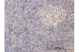Immunoperoxidase of monoclonal antibody to FOXA2 on formalin-fixed paraffin-embedded human pancreas. (FOXA2 抗体  (AA 363-457))