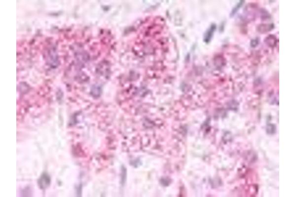 G Protein-Coupled Receptor 182 抗体  (Cytoplasmic Domain)