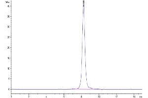 The purity of Human EVA-1 is greater than 95 % as determined by SEC-HPLC.