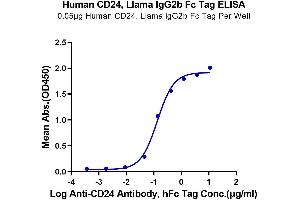 CD24 Molecule (CD24) (AA 27-59) protein (Llama Fc Tag)