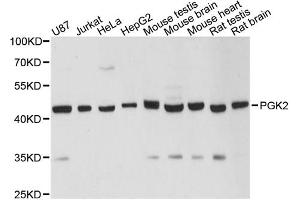 Western blot analysis of extracts of various cell lines, using PGK2 antibody. (PGK2 抗体)