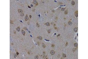 Immunohistochemistry of paraffin-embedded Rat brain using POLR2L Polyclonal Antibody at dilution of 1:200 (40x lens). (POLR2L 抗体)