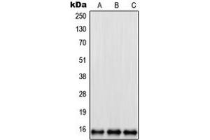 Western blot analysis of RPL35 expression in U2OS (A), HeLa (B), NIH3T3 (C) whole cell lysates. (RPL35 抗体  (Center))