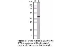 Image no. 1 for anti-Ovalbumin (OVA) antibody (ABIN305592) (Ovalbumin 抗体)
