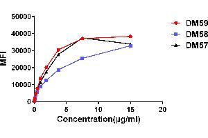 Affinity ranking of different Rabbit anti-CD27 mAb clones by titration of different concentration onto Raji cells. (Recombinant CD27 抗体  (AA 20-191))