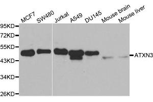 Western blot analysis of extracts of various cell lines, using ATXN3 antibody. (Ataxin 3 抗体  (AA 1-364))