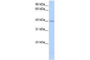 WB Suggested Anti-IZUMO1 Antibody Titration:  0.