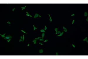 Detection of IL18 in Human HepG2 cell using Monoclonal Antibody to Interleukin 18 (IL18) (IL-18 抗体  (AA 37-193))