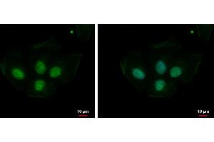 ICC/IF Image PRPS1L1 antibody detects PRPS1L1 protein at nucleus by immunofluorescent analysis.