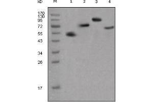 Western blot analysis using human IgG (Fc specific) mouse mAb against different fusion proteins with human IgG(Fc specific) tag. (小鼠 anti-人 IgG (Fc Region) Antibody)