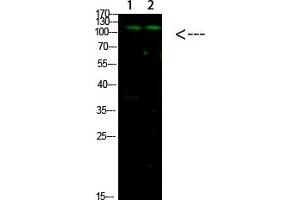 Western Blot analysis of 1, Mouse-liver 2, hela cells using primary antibody diluted at 1:1000 (4 °C overnight).