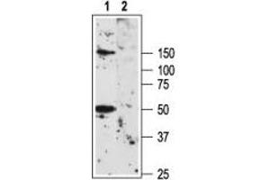 Western Blotting (WB) image for anti-Potassium Voltage-Gated Channel, Shaker-Related Subfamily, Member 3 (KCNA3) (AA 263-276), (Extracellular) antibody (ABIN7043521)