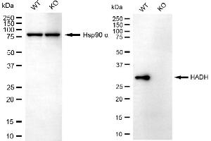 Western blotting analysis using HADH antibody (ABIN7799010). (HADH 抗体)