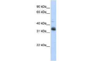 Western Blotting (WB) image for anti-Musashi Homolog 2 (MSI2) antibody (ABIN2458554) (MSI2 抗体)