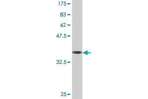 Western Blot detection against Immunogen (37. (TUFT1 抗体  (AA 241-350))
