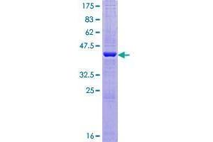 AGR3 Protein (AA 1-166) (GST tag)