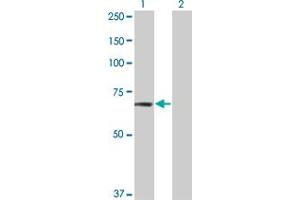 Western Blot analysis of TNIK expression in transfected 293T cell line by TNIK monoclonal antibody (M02), clone 4E4. (TNIK 抗体  (AA 1-110))