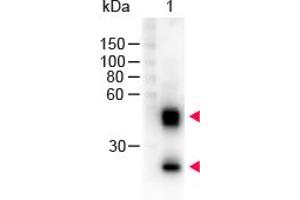 Image no. 1 for Sheep anti-Mouse IgG (Whole Molecule) antibody (HRP) (ABIN300783) (绵羊 anti-小鼠 IgG (Whole Molecule) Antibody (HRP))