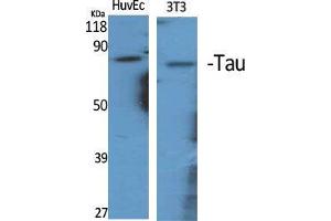 Western Blot (WB) analysis of specific cells using Tau Polyclonal Antibody. (tau 抗体  (Ser86))
