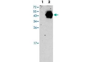 Western blot analysis of PDX1 (arrow) using PDX1 polyclonal antibody . (PDX1 抗体  (N-Term))