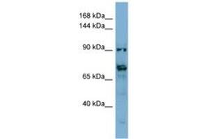 Image no. 1 for anti-Transmembrane Protein 146 (TMEM146) (AA 431-480) antibody (ABIN6741838) (TMEM146 抗体  (AA 431-480))