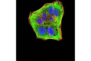 Immunofluorescence analysis of Hela cells using CASP6 mouse mAb (green). (Caspase 6 抗体  (AA 194-293))