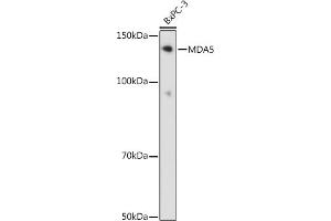 Western blot analysis of extracts of BxPC-3 cells, using MD antibody (ABIN7267950) at 1:1000 dilution. (IFIH1 抗体)
