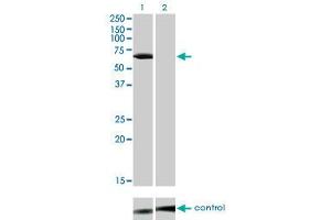 Western blot analysis of LCK over-expressed 293 cell line, cotransfected with LCK Validated Chimera RNAi (Lane 2) or non-transfected control (Lane 1). (LCK 抗体  (AA 1-539))