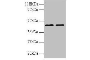 Western blot All lanes: B4GALT3 antibody at 2 μg/mL Lane 1: EC109 whole cell lysate Lane 2: 293T whole cell lysate Secondary Goat polyclonal to rabbit IgG at 1/15000 dilution Predicted band size: 44, 16 kDa Observed band size: 44 kDa (B4GALT3 抗体  (AA 34-393))