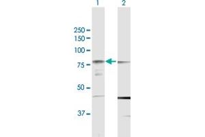 Western Blot analysis of PRKCH expression in transfected 293T cell line by PRKCH MaxPab polyclonal antibody. (PKC eta 抗体  (AA 1-683))