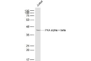 Jurkat lysates probed with PKA alpha + beta Polyclonal Antibody, Unconjugated  at 1:500 dilution and 4˚C overnight incubation. (PKA 抗体  (AA 17-100))