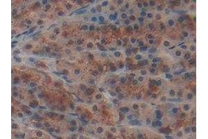 Immunohistochemistry (IHC) image for anti-NME/NM23 Nucleoside Diphosphate Kinase 6 (NME6) (AA 1-173) antibody (ABIN7439435)