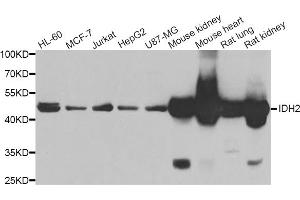 Western blot analysis of extracts of various cell lines, using IDH2 antibody (ABIN5974324) at 1/1000 dilution. (IDH2 抗体)