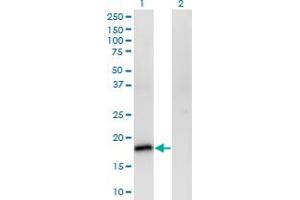 Western Blot analysis of POU5F1 expression in transfected 293T cell line by POU5F1 monoclonal antibody (M01), clone 1D2. (OCT4 抗体  (AA 81-164))