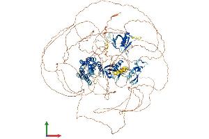 Protein Structure (PS) image for FYVE, RhoGEF and PH Domain Containing 5 (FGD5) (AA 1-1462) protein (His tag) (ABIN7553910)
