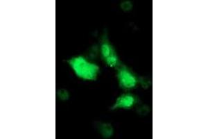Anti-SOCS3 mouse monoclonal antibody (ABIN2454686) immunofluorescent staining of COS7 cells transiently transfected by pCMV6-ENTRY SOCS3 (RC209305). (SOCS3 抗体)