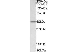 ABIN5539877 (0. (PDCD4 抗体  (AA 210-221))