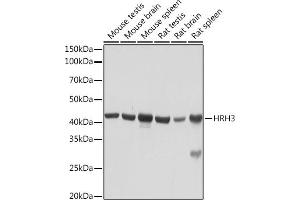 Western blot analysis of extracts of various cell lines, using HRH3 Rabbit mAb (ABIN7267661) at 1:1000 dilution. (HRH3 抗体)