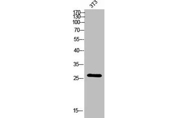 KDELR3 抗体  (Internal Region)